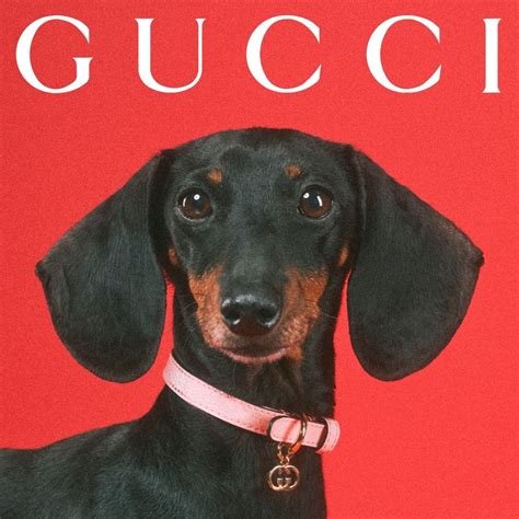 zwarte gucci pet nep|Gucci pet collection.